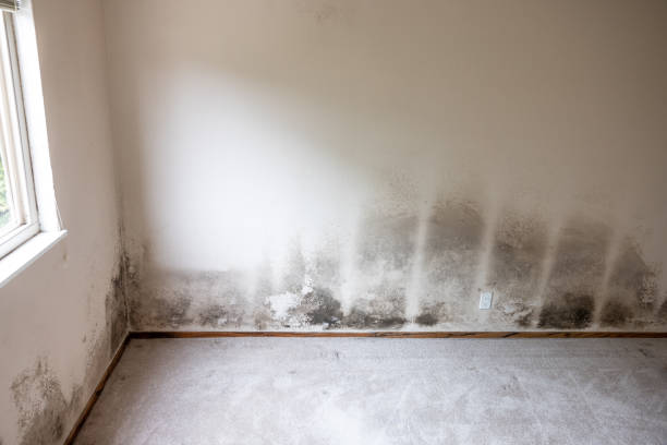 Forensic Mold Investigation